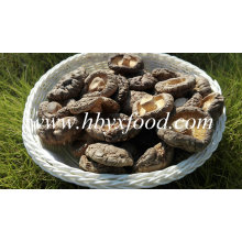 Guter Preis getrockneter Shiitake / getrockneter glatter Shiitake Pilz